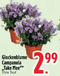 Edeka Glockenblume Campanula ,,Take Mee" Angebot