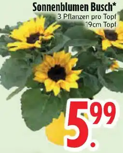 Edeka Sonnenblumen Busch Angebot