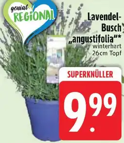 Edeka Lavendel Busch angustifolia Angebot