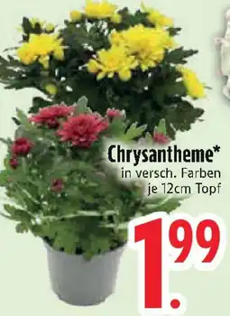 Edeka Chrysantheme Angebot