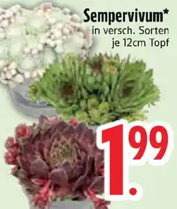 Edeka Sempervivum Angebot