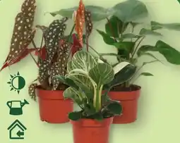 Aldi Nord Gardenline Premium Grünpflanze Angebot