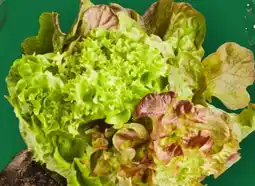 Aldi Nord Salate mit Wurzelballen Angebot