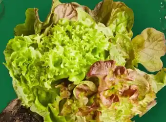 Aldi Nord Salate mit Wurzelballen Angebot