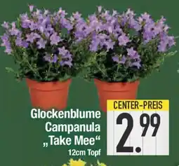 E-Center Glockenblume Campanula ,,Take Mee" Angebot