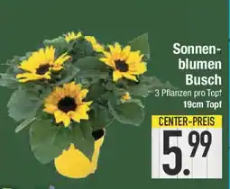E-Center Sonnen- blumen Busch Angebot