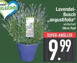 E-Center Lavendel- Busch „,angustifolia" Angebot