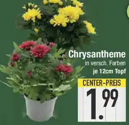 E-Center Chrysantheme Angebot