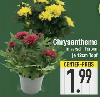 E-Center Chrysantheme Angebot