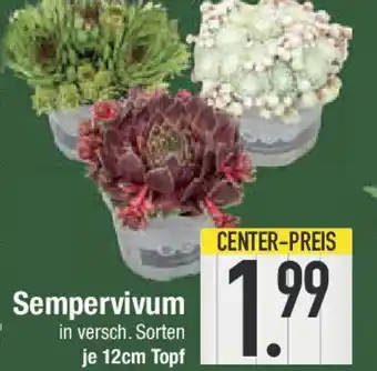 E-Center Sempervivum Angebot