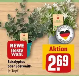 REWE Eukalyptus oder Edelweiß¹ je Topf Angebot