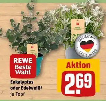 REWE Eukalyptus oder Edelweiß¹ je Topf Angebot