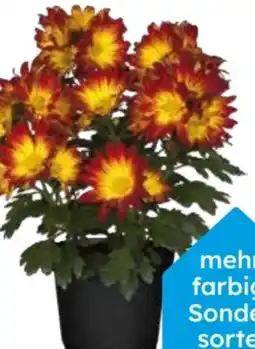 Globus Baumarkt Chrysanthemen Angebot