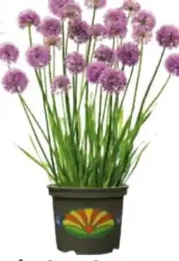Globus Baumarkt Allium Mix Zierlauch Angebot