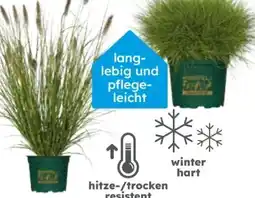Globus Baumarkt Ziergräser Angebot