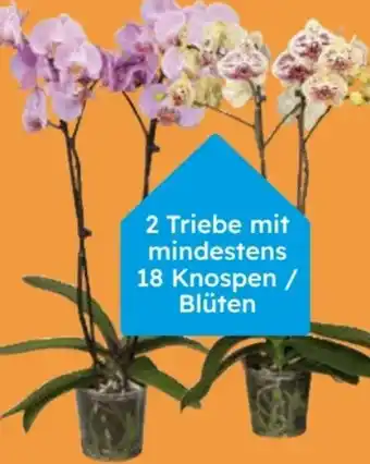 Globus Baumarkt Orchidee Angebot