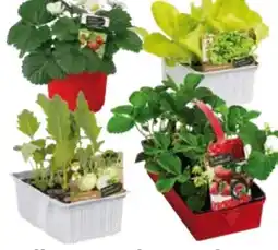 Globus Baumarkt Erdbeerpflanzen Angebot