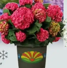 Globus Baumarkt Garten-Hortensie Angebot