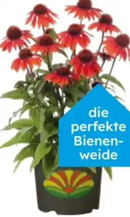 Globus Baumarkt Purpur-Sonnenhut Angebot