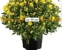 Globus Baumarkt Chrysanthemen Busch Angebot