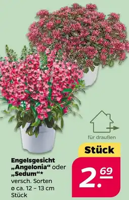 NETTO Engelsgesicht ,,Angelonia" oder Sedum Angebot
