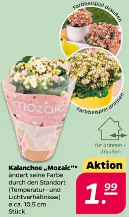 NETTO Kalanchoe ,,Mozaic" Angebot