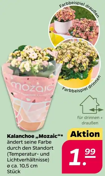 NETTO Kalanchoe ,,Mozaic" Angebot