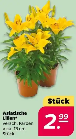 NETTO Asiatische Lilien Angebot
