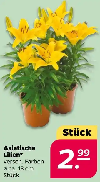 NETTO Asiatische Lilien Angebot
