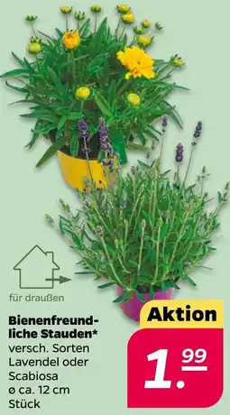 NETTO Bienenfreundliche Stauden Angebot