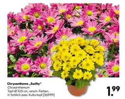 Hellweg Chrysantheme „swifty“ Angebot