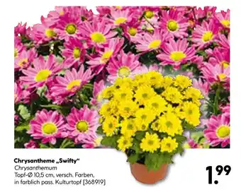 Hellweg Chrysantheme „swifty“ Angebot