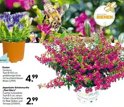 Hellweg Enzian Angebot