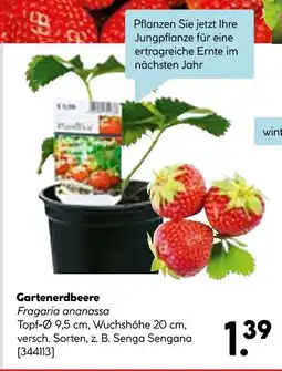 Hellweg Gartenerdbeere Angebot
