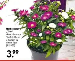 Hellweg Herbstaster „trio“ Angebot