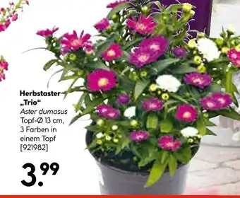 Hellweg Herbstaster „trio“ Angebot