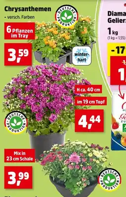 Thomas Philipps Chrysanthemen Angebot
