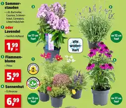 Thomas Philipps Sommerstauden oder lavendel Angebot