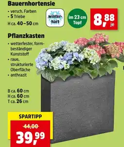 Thomas Philipps Bauernhortensie oder pflanzkasten Angebot