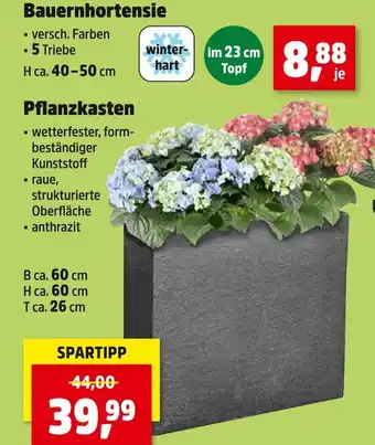 Thomas Philipps Bauernhortensie oder pflanzkasten Angebot