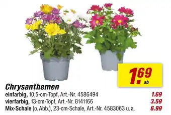 toom Baumarkt Chrysanthemen Angebot