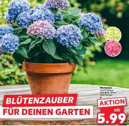 Kaufland Hortensie Angebot