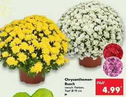 Kaufland Chrysanthemen Busch Angebot