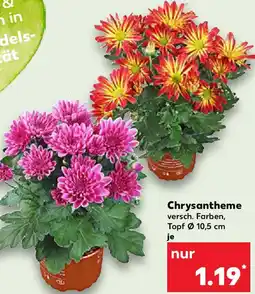 Kaufland Chrysantheme Angebot