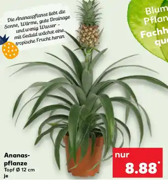 Kaufland Ananaspflanze Angebot