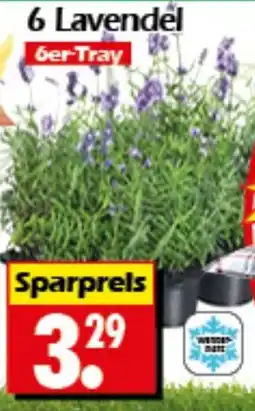 Wreesmann 6 Lavendel 6er-Tray Angebot