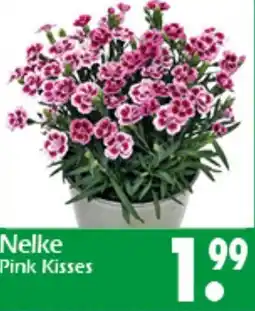 Wreesmann Nelke Pink Kisses Angebot
