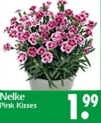 Wreesmann Nelke Pink Kisses Angebot