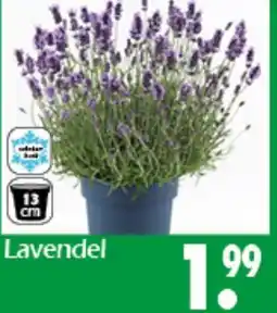 Wreesmann Lavendel Angebot