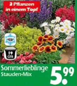 Wreesmann Sommerlieblinge Stauden-Mix Angebot